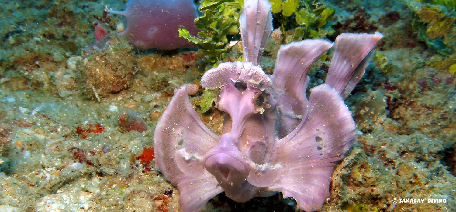 rhinopias macro star in Nosy Be
